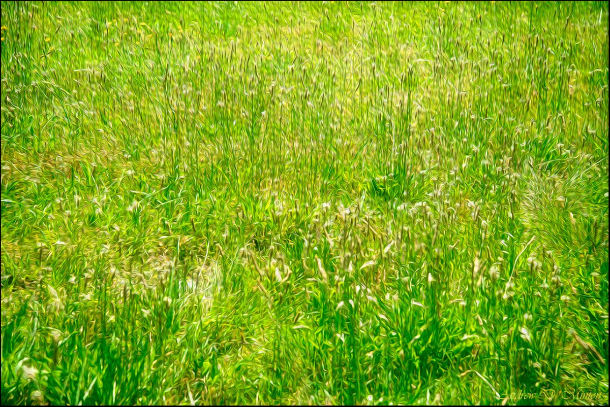 Fields-of-Gold.jpg