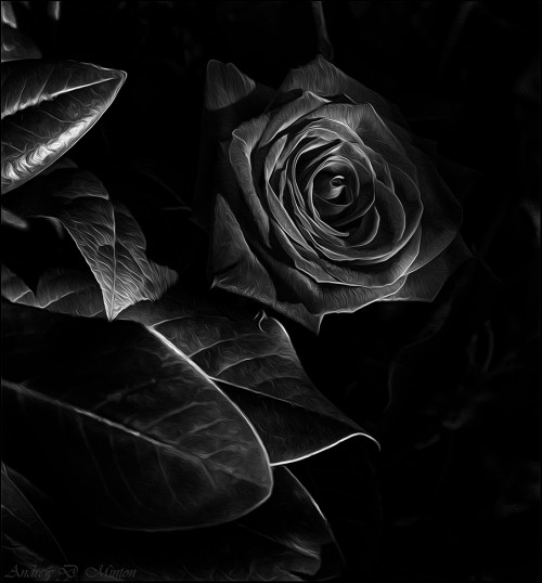 Black-Rose-II.jpg