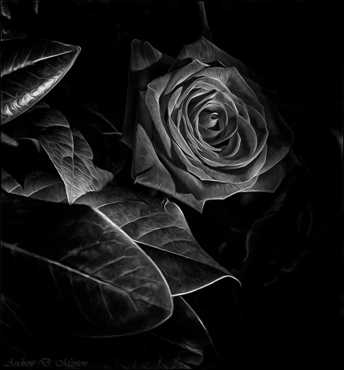Black-Rose.jpg