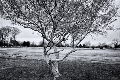 Tree-of-Sorrow.jpg